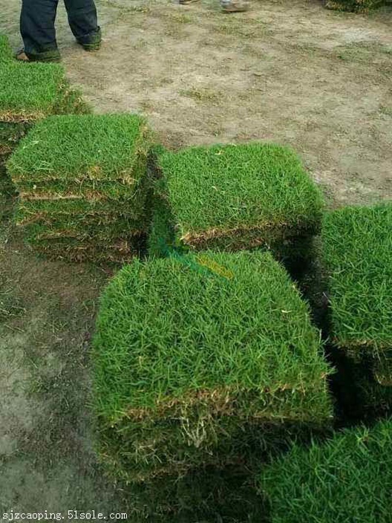 栾城草坪基地：绿色生活新趋势解读