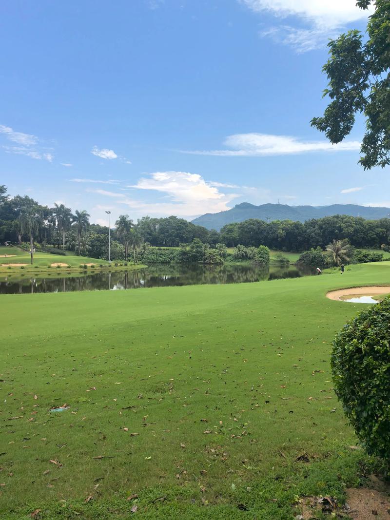 栾城草坪基地：打造您身边的绿色空间