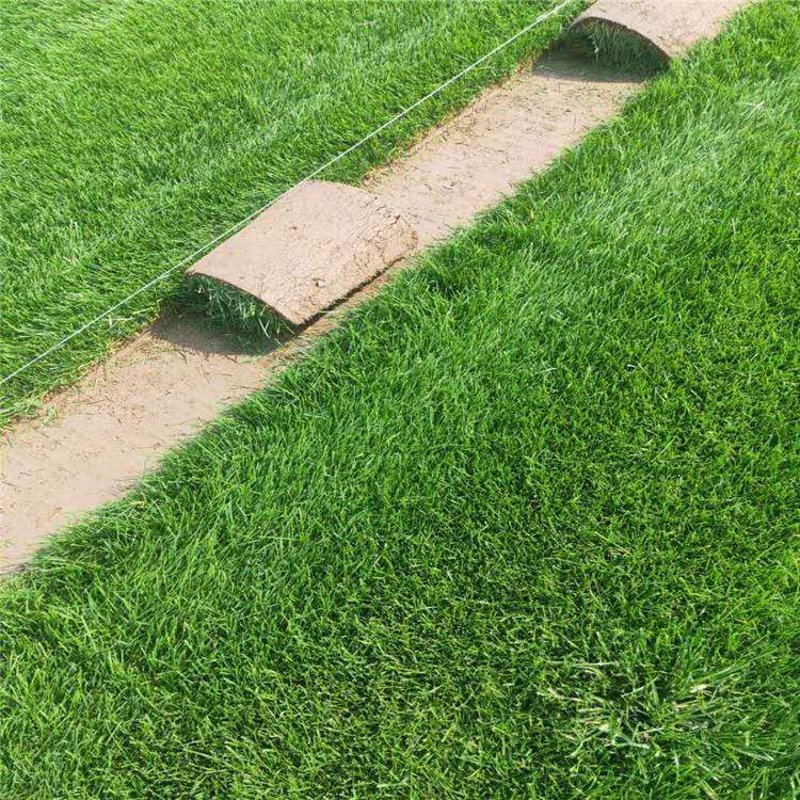 绿化你的庭院：草坪种植技巧全攻略