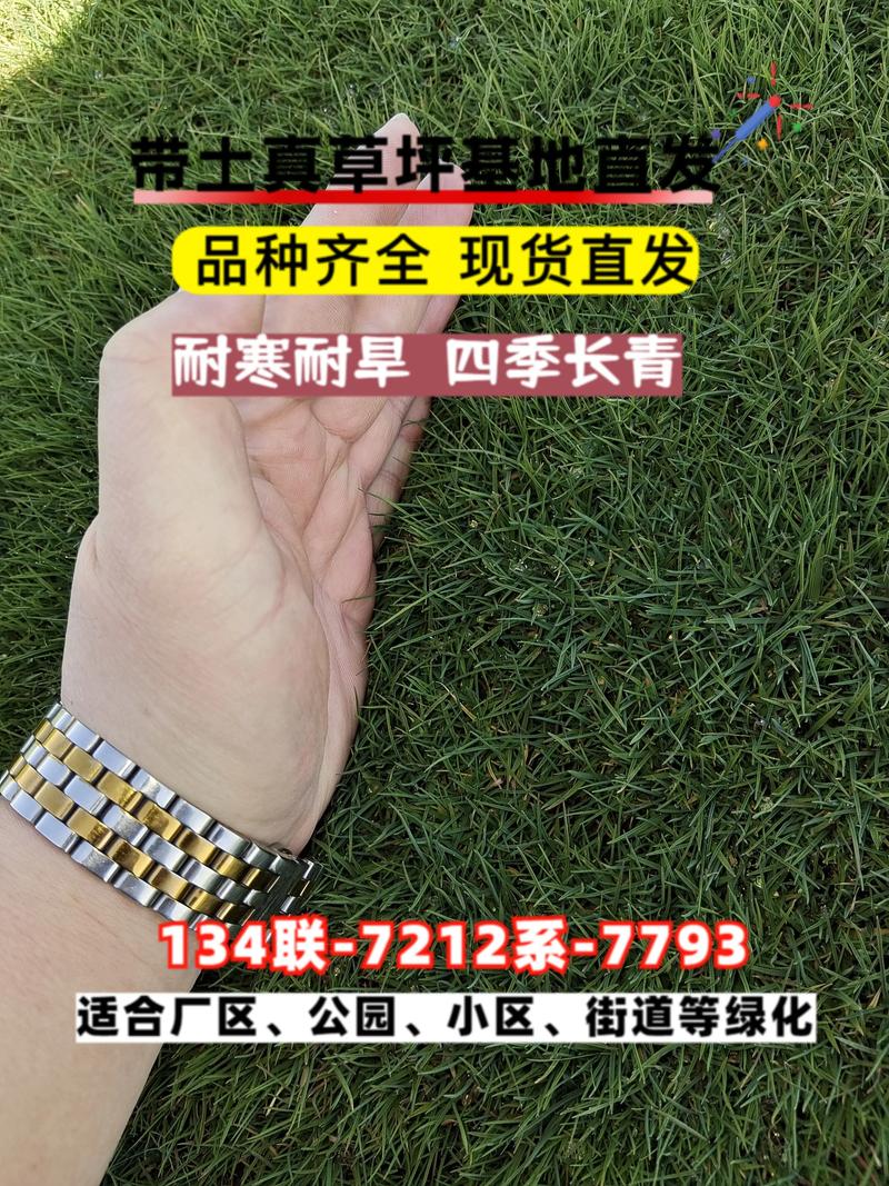 草坪价格