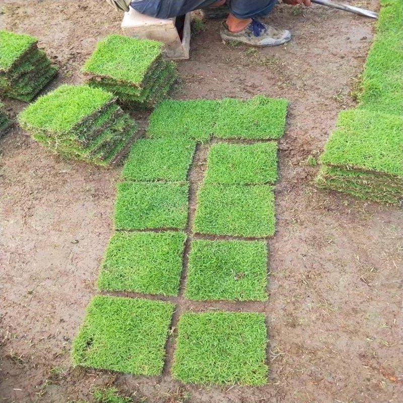 草坪批发的新趋势：打造绿色生活