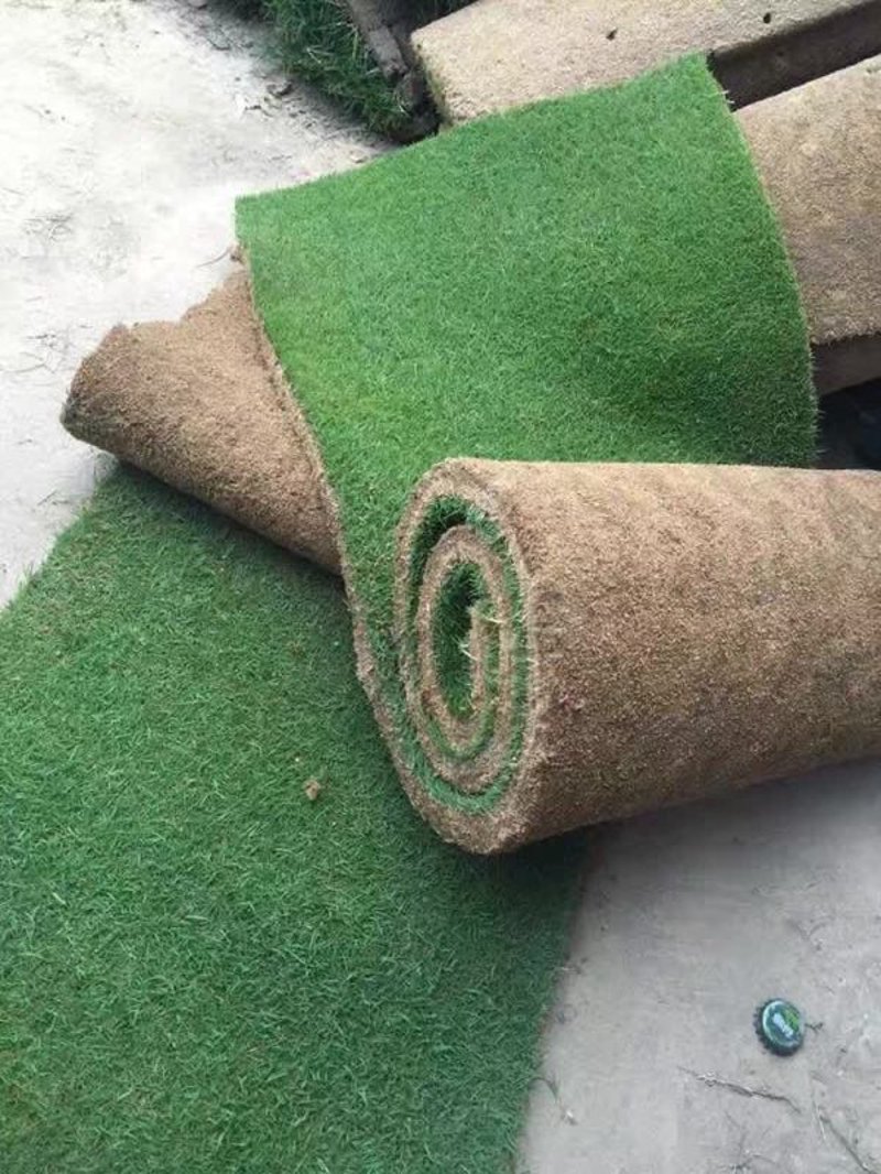 草皮卷