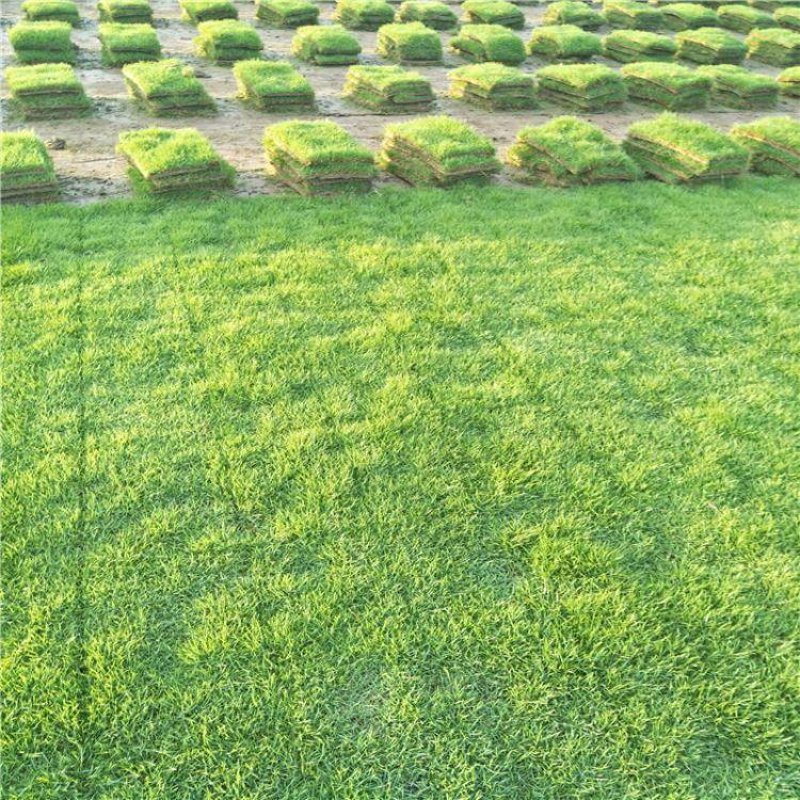 从新手到大师：关于草坪种植的常见问题解答